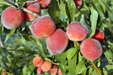  close-up of the ripe organic peaches branch in the orchard at sunny summer day