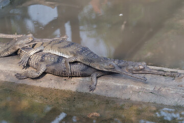 View of the Gharial Crocodiles in the Gharial Breeding Center, Chitwan National Park, Nepal