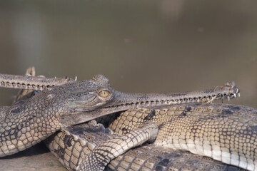 Portrait of a Gharial Crocodile in the Gharial Breeding Center, Chitwan National Park, Nepal