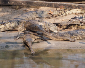 View of the Gharial Crocodiles in the Gharial Breeding Center, Chitwan National Park, Nepal