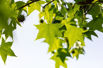 Green leaves on a tree in nature
