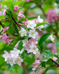 Beautiful flowers on a tree in drops of water after rain