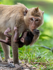 Monkey with baby in tropical park