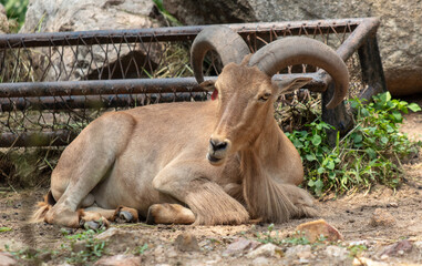 Portrait of a goat in the park