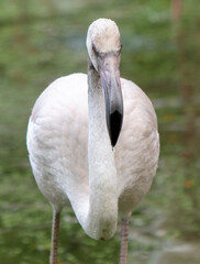 Obraz premium Portrait of a pink flamingo in the park