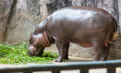 Portrait of a hippopotamus in the zoo