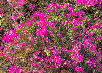 Red flowers on a tree in a tropical park