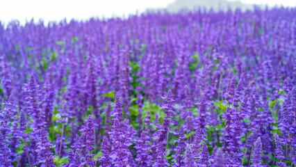 Close up lavender field in the Provence, no people, purple color background