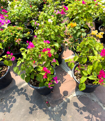 Flowers in pots on the sidewalk in the park