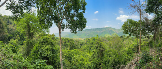 Jungle in the tropics of Thailand
