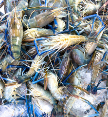 Shrimp on Ice on a counter in Thailand