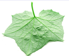 Green leaves isolated on white background - stock photo
