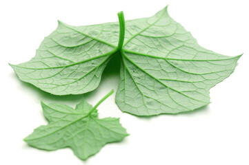 Green leaves isolated on white background - stock photo
