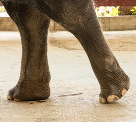 elephant and human legs as background.