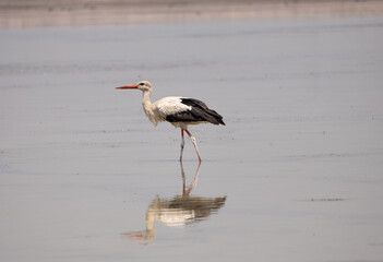 stork, bird, white, animal, nature, wildlife, beak, feather, ciconia, black, water, wild, grass, red, birds, green, bill, fauna, standing, feathers, nest, beautiful, white stork, ibis, zoo