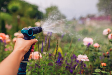 Fototapeta premium Close up of garden hose in gardener's hand. Watering roses flowers on summer day. Tools and equipment for gardening