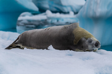Fototapeta premium Close-up of a crabeater seal -Lobodon carcinophaga- resting on a small iceberg near the fish islands on the Antarctic peninsula