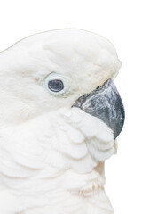 PNG Image of animal eye look isolated on transparent background.