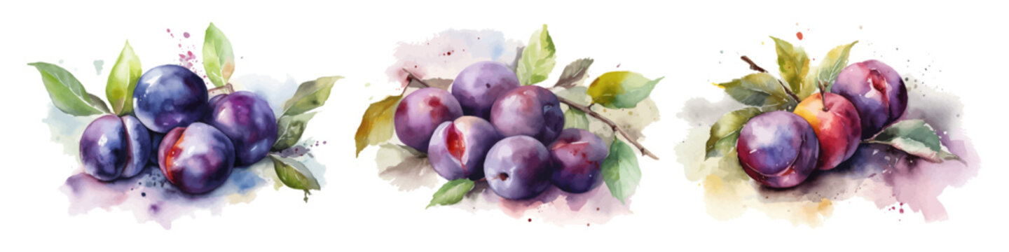 Set of plum branch. Hand drawn watercolor illustration.