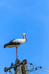Bocian biały ciconia stoi na słupie średniego napięcia, portret