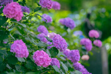 小平あじさい公園に咲くあじさい