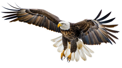 Fototapeta premium Eagle flying , eagle with spread wings on transparent background 