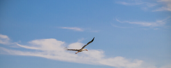 Bocian biały w locie na tle nieba 
