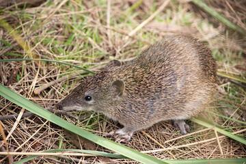Southern Brown Bandicoots are about the size of a rabbit, and have a pointy snout, humped back, thin tail and large hind feet