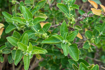 Ashwagandha green plant or withania somnifera plant grow in garden. ayurvedic medicine plant