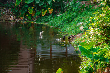 india,Ducks playing in the green water pool of Bangkok suburb.