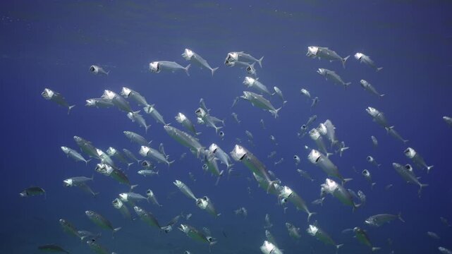 Lot of Mackerel swimming with open mouths and eating filtering for zooplankton under surface of dark blue Ocean, Slow motion. Striped mackerel or Indian mackerel (Rastrelliger kanagurta) 