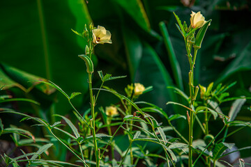 Close up of fresh Bhindi, Lady Fingers,Okra green vegetable Abelmoschus Esculentus with flowers growing in the farm against green background in selective focus from Kutch ,Gujarat ,India ,Asia