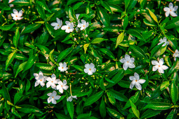 White flower blooming on green leaves nature background. Beautiful jasmine flower. Jasminum grandiflorum (science name).