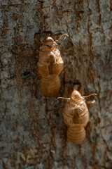 Skin shell of sing cicada on tree trunk.