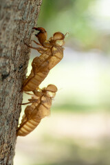 Skin shell of sing cicada on tree trunk.