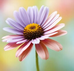 pink daisy flower, nature, macro, plant, yellow, isolated, purple, white, beauty, flora, garden, spring, summer, flowers