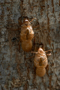 Skin shell of sing cicada on tree trunk.