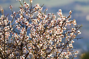 Fioritura...
