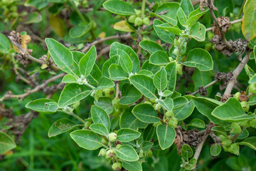 Ashwagandha green plant or withania somnifera plant grow in garden. ayurvedic medicine plant