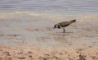 Vanellus vanellus, bird, sea, water, beach, seagull, nature, ocean, animal, wildlife, sand, gull, birds, sandpiper, shore, coast, shorebird, beak, flight, lake, feather, white, sky, wader, wild