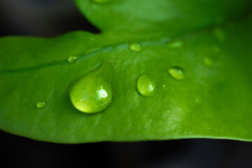 Waterdrop on green leaf after a rain.