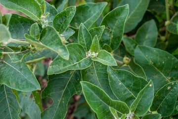 Ashwagandha green plant or withania somnifera plant grow in garden. ayurvedic medicine plant