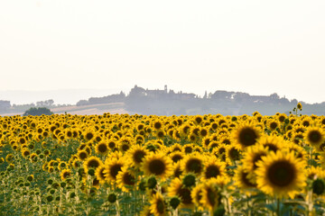 Un mare di girasoli!