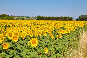 Fototapeta premium Girasoli