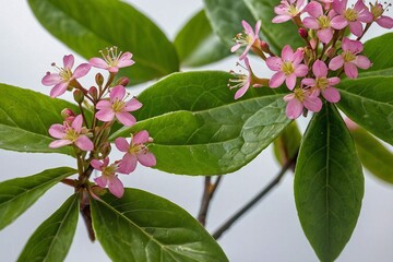  green leave and a small pink flower on a white background