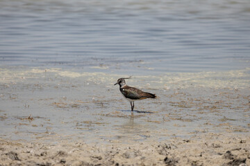 Vanellus vanellus, bird, sea, water, beach, seagull, nature, ocean, animal, wildlife, sand, gull, birds, sandpiper, shore, coast, shorebird, beak, flight, lake, feather, white, sky, wader, wild
