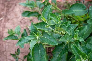 Ashwagandha green plant or withania somnifera plant grow in garden. ayurvedic medicine plant
