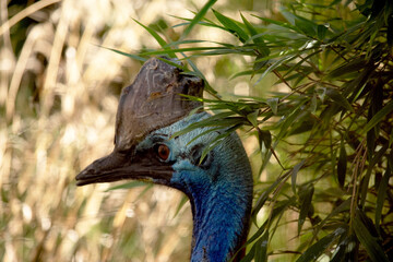 The cassowary is a large, flightless. It is covered in dense, two-quilled black feathers and has a large helmet on its head.