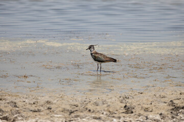 Vanellus vanellus, bird, sea, water, beach, seagull, nature, ocean, animal, wildlife, sand, gull, birds, sandpiper, shore, coast, shorebird, beak, flight, lake, feather, white, sky, wader, wild
