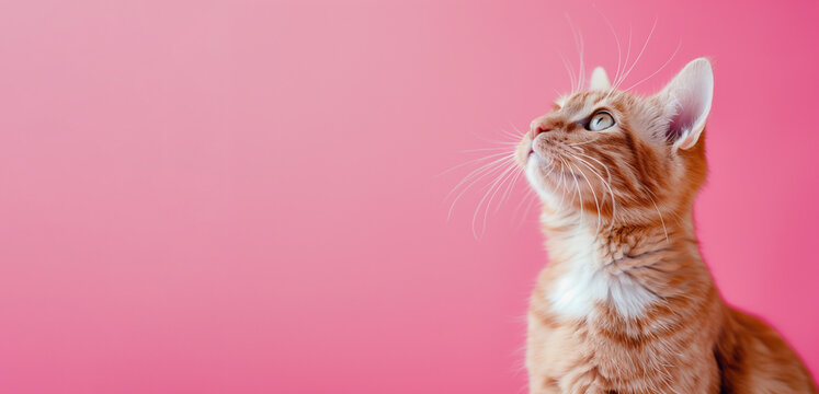portrait of cat on pink background